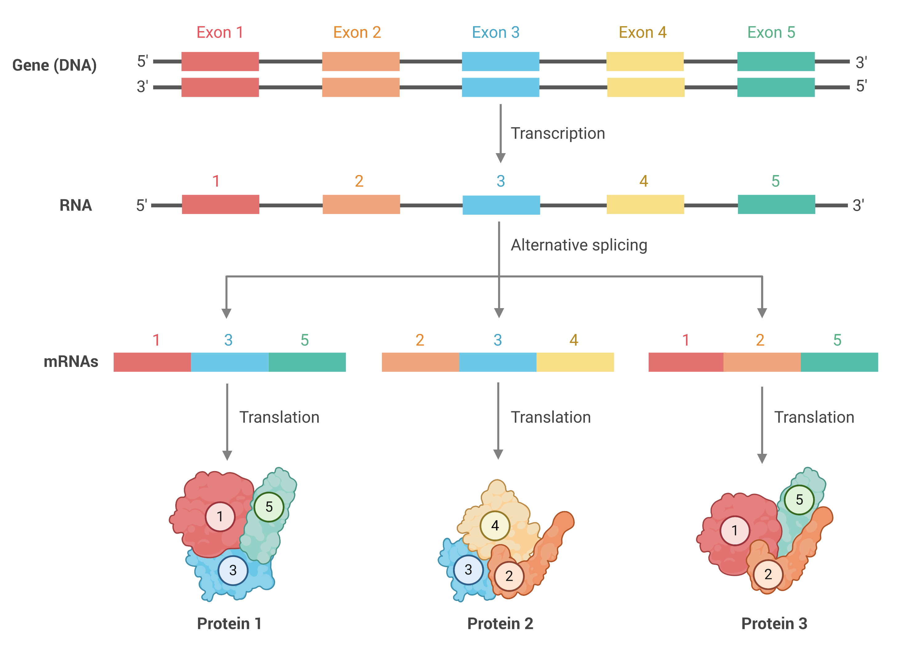 New Tool Enables Researchers To Assemble Transcript Isoforms From ...